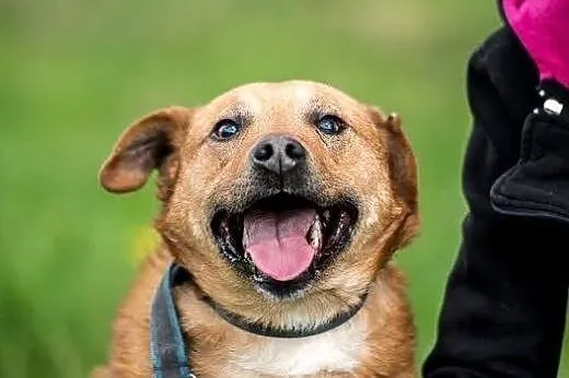 Uroczy Mario poleca się do adopcji,  świętokrzyski