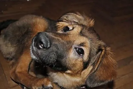 Leda - piękny szczeniak w typie owczarka szuka domku. Do adopcji,  mazowieckie Warszawa