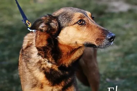 Piękna Elza do adopcji