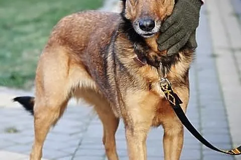 Piękna Elza do adopcji