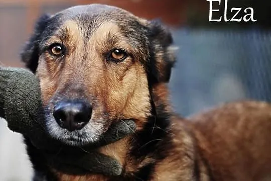 Piękna Elza do adopcji