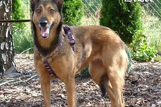 Piękna Elza do adopcji