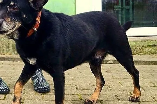 Uszek szuka domu !, Śląskie, Bielsko-Biała