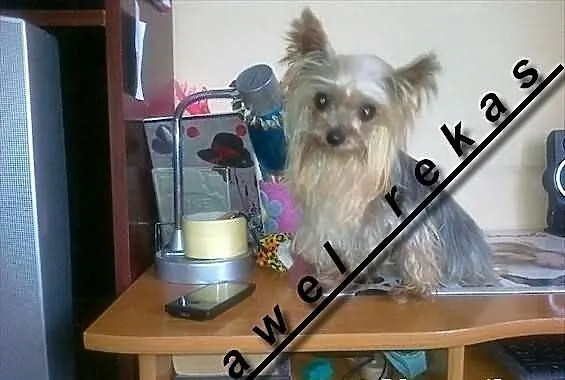 York yorki reproduktor