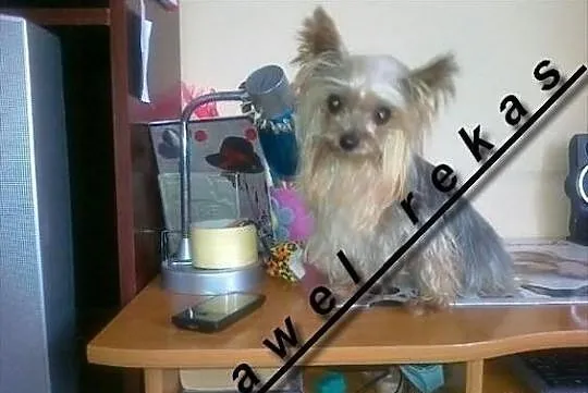 York yorki reproduktor