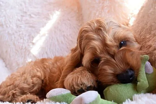 Cockapoo Samczyk F1, Świętokrzyskie, Kielce