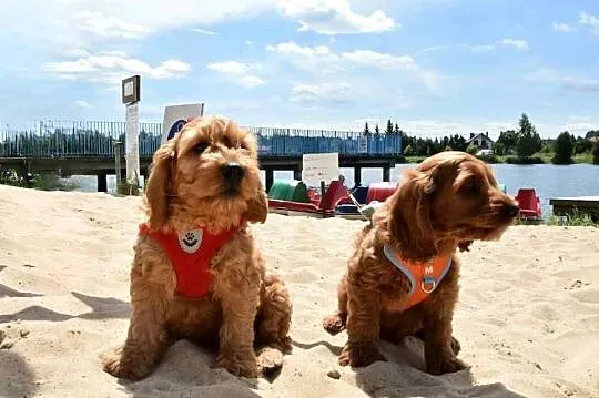 Cockapoo Samczyk F1, Świętokrzyskie, Kielce