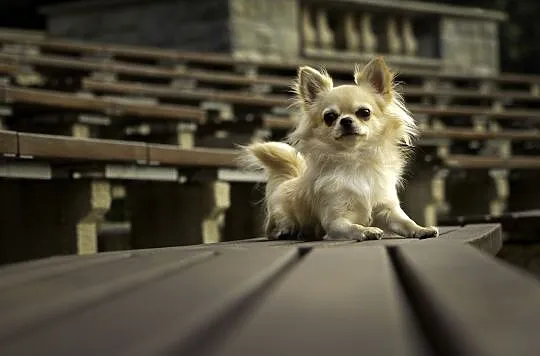 Reproduktor chihuahua ZKwP FCI, Śląskie, Bytom