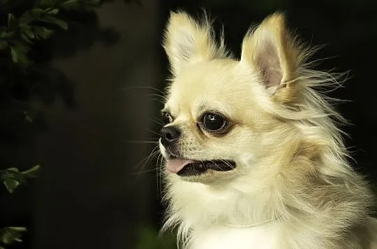 Reproduktor chihuahua ZKwP FCI, Śląskie, Bytom