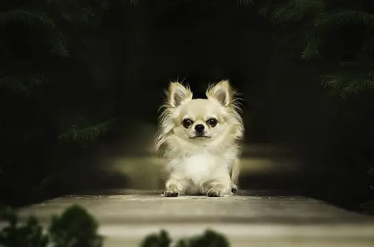 Reproduktor chihuahua ZKwP FCI, Śląskie, Bytom