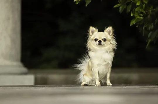 Reproduktor chihuahua ZKwP FCI, Śląskie, Bytom