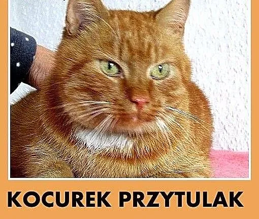 Z domu tymczasowego,rudy przytulak,kocurek do adop
