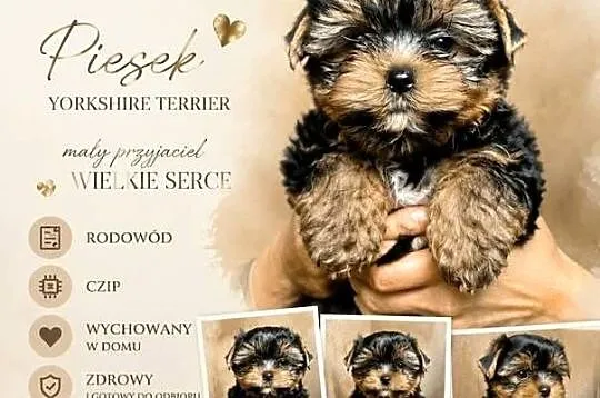 Piesek złoty odcień rodowód czip