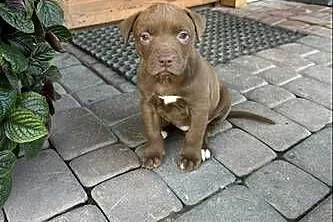 Sprzedam Szczeniaka American Pit Bull Terrier Red Nose
