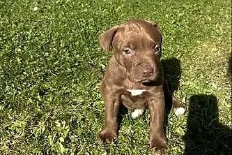 Sprzedam Szczeniaka American Pit Bull Terrier Red Nose, Małopolskie, Gorlice