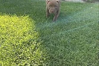 Sprzedam Szczeniaka American Pit Bull Terrier Red Nose, Małopolskie, Gorlice