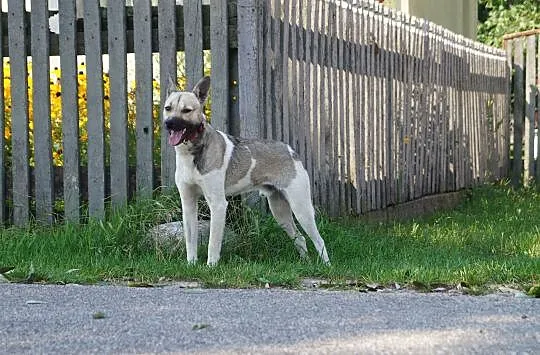 Pesto, wyjątkowy pies do adopcji w dobre ręce