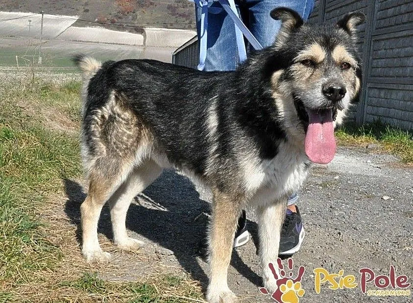 BESKID-przepiękny, wesoły, przyjazny psiak-mix malamut, szukamy domu, Małopolskie, Kraków