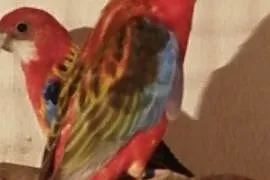 Papuga Rozella białolica samica, Głowno