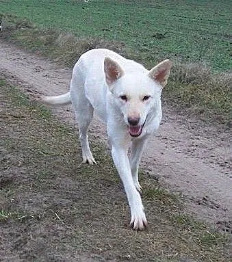 Suri, śliczna suczka szuka domu, śląskie Sosnowie