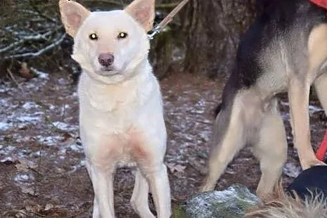 Suri, śliczna suczka szuka domu,  śląskie Sosnowie