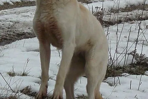 Suri, śliczna suczka szuka domu,  śląskie Sosnowie