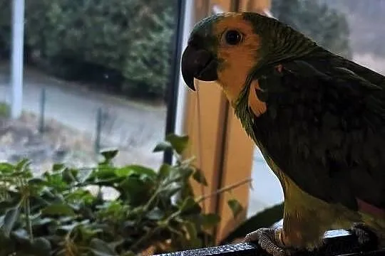 Amazonka niebieskoczelna