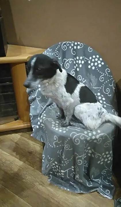 Irka – małe, sympatyczne cudo do adopcji