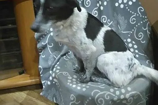 Irka – małe, sympatyczne cudo do adopcji, pomorskie Gdańsk