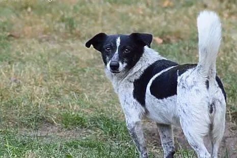 Irka &#8211; małe, sympatyczne cudo do adopcji