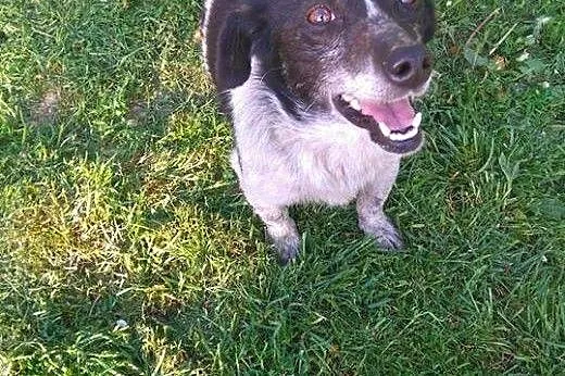 Irka &#8211; małe, sympatyczne cudo do adopcji