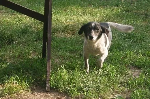 Irka &#8211; małe, sympatyczne cudo do adopcji