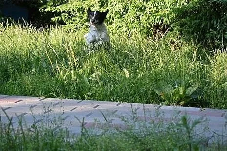 Irka &#8211; małe, sympatyczne cudo do adopcji