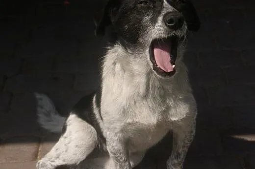 Irka &#8211; małe, sympatyczne cudo do adopcji