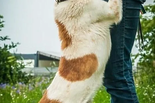 OTOZ Animals - Woody - cudowny, wesoły psiak który, Tczew