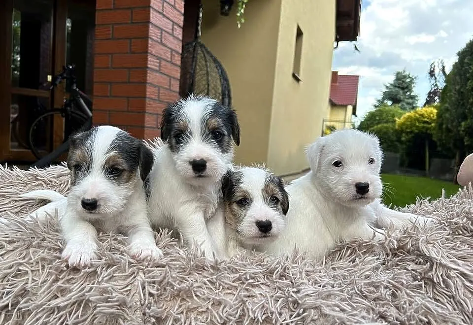 Szczenięta Parson Russell Terrier, Wielkopolskie, Leszno