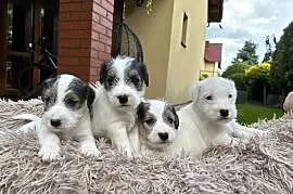 Szczenięta Parson Russell Terrier