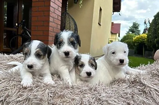 Szczenięta Parson Russell Terrier, Wielkopolskie, Leszno