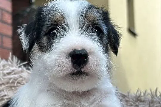 Szczenięta Parson Russell Terrier, Wielkopolskie, Leszno