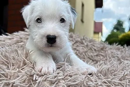 Szczenięta Parson Russell Terrier, Wielkopolskie, Leszno