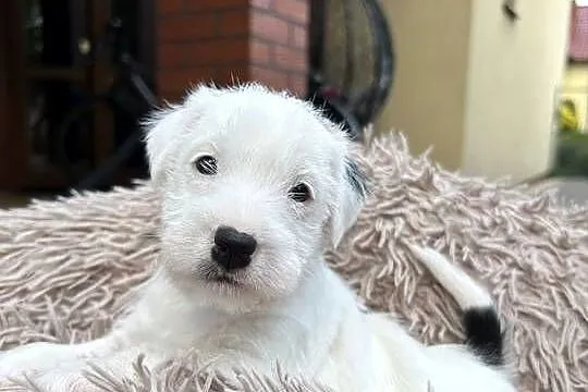 Szczenięta Parson Russell Terrier, Wielkopolskie, Leszno