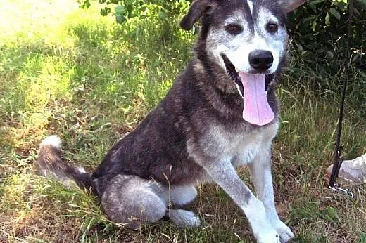 BURY-mix husky,młody,adopcja!!,  świętokrzyskie Kielce
