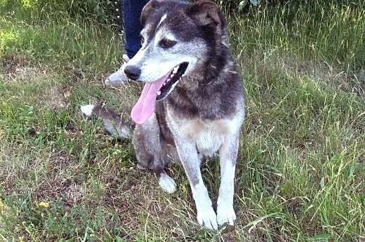 BURY-mix husky,młody,adopcja!!,  świętokrzyskie Ki
