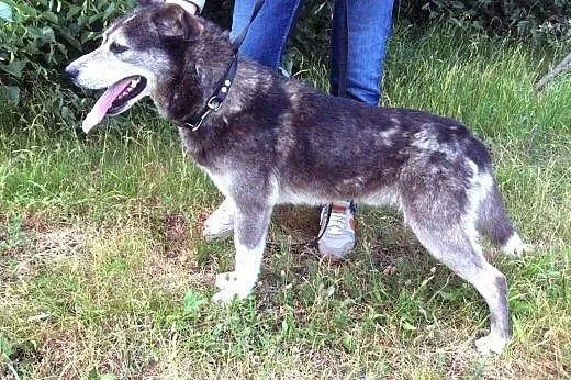 BURY-mix husky,młody,adopcja!!,  świętokrzyskie Ki
