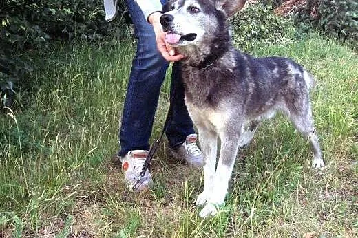 BURY-mix husky,młody,adopcja!!,  świętokrzyskie Ki