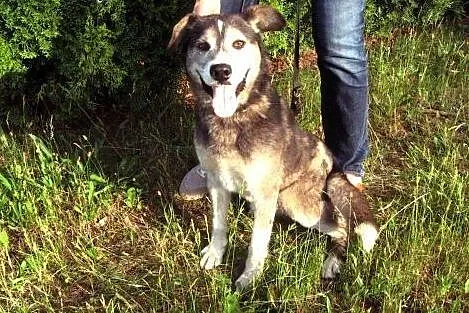 BURY-mix husky,młody,adopcja!!,  świętokrzyskie Ki
