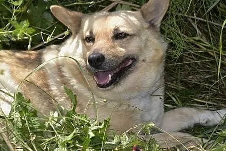 Bali-piękny piesek ma tak okrutnie smutne życie - 