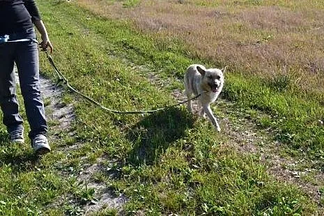 Bali-piękny piesek ma tak okrutnie smutne życie - 