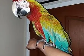 afrykańska szara papuga do zaoferowania