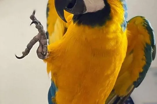 Afrykańska szara papuga do zaoferowania